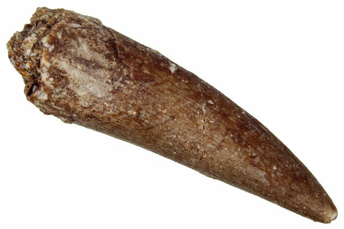 Fossil Plesiosaur (Zarafasaura) Tooth - Morocco #349836
